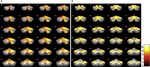 Modality specificity in the cerebro-cerebellar neurocircuitry during working memory