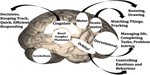 Frontal-subcortical circuitry in social attachment and relationships: A cross-sectional fMRI ALE meta-analysis