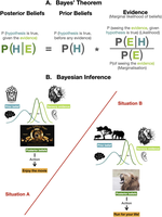 Understanding Music and Aging through the lens of Bayesian Inference